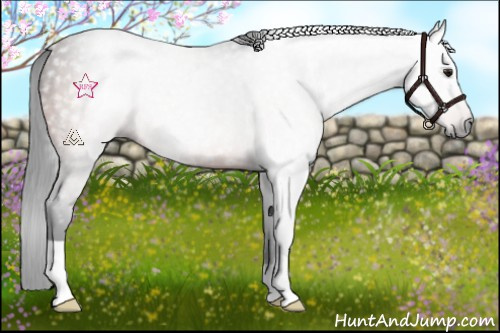 Horse Color:Gray Brown