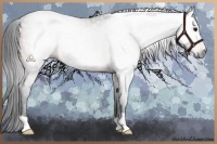 Horse Color:Gray Bay Rabicano