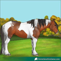 Horse Color:Bay Tobiano 