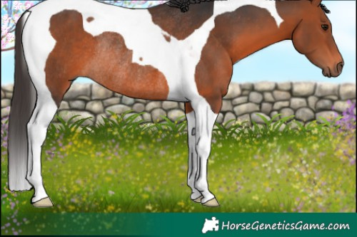 Horse Color:Bay Tobiano Rabicano