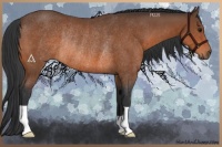 Horse Color:Bay Rabicano 