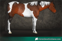 Horse Color:Gray Bay Tobiano Rabicano 
