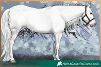 Horse Color:Gray Brown Rabicano 