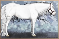 Horse Color:Gray Bay 
