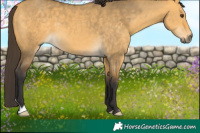 Horse Color:Buckskin Dun