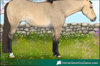 Horse Color:Buckskin Dun 