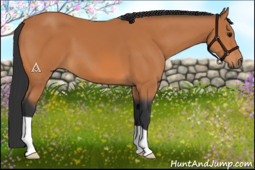 Horse Color:Bay 