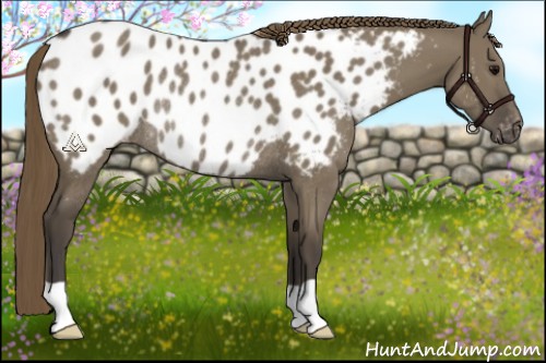 Horse Color:Smoky Grullo Near Leopard Rabicano