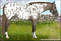 Horse Color:Smoky Grullo Near Leopard Rabicano 