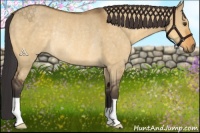 Horse Color:Buckskin Dun Rabicano 