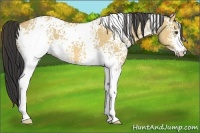 Horse Color:White Spotted Buckskin Dun 