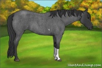 Horse Color:Blue Roan Tobiano 