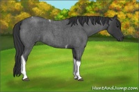 Horse Color:Blue Roan Tobiano 