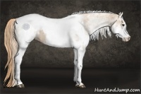 Horse Color:White Spotted Red Dun Rabicano  and White Spotted Red Dun Appaloosa Rabicano 