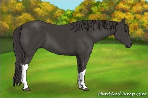 Horse Color:Smoky Black 