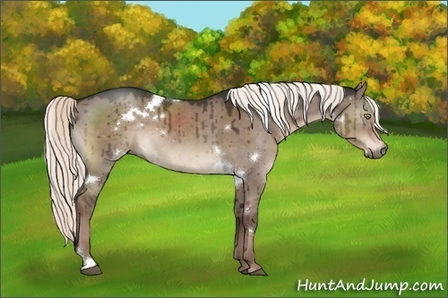 Horse Color:White Spotted Liver Red Dun Rabicano 