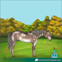 Horse Color:White Spotted Liver Red Dun Mushroom Rabicano Brindle