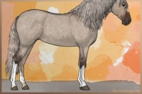 Horse Color:Silver Brown Dun 