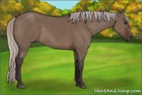 Horse Color:Silver Brown Dun