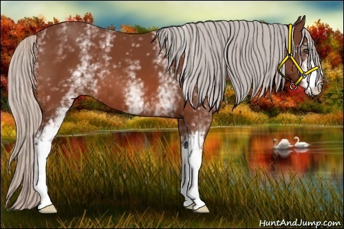 Horse Color:White Spotted Silver Bay 