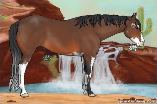 Horse Color:Bay Sabino Frame