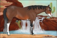 Horse Color:Bay Sabino Frame
