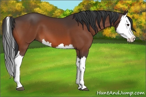 Horse Color:Bay Splash 