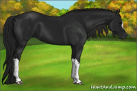 Horse Color:Gray Black 