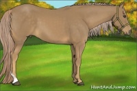 Horse Color:Palomino Tobiano 