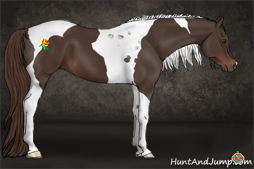 Horse Color:Liver Chestnut Tobiano 