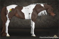 Horse Color:Liver Chestnut Tobiano 