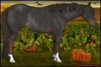Horse Color:Liver Chestnut Rabicano