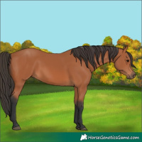 Horse Color:Bay 