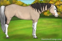 Horse Color:Brown Dun Splash 