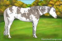 Horse Color:White Spotted Silver Grullo Splash 