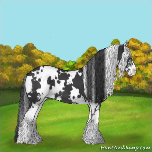 Horse Color:White Spotted Black Sabino