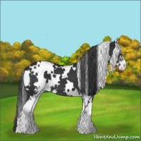 Horse Color:White Spotted Black Sabino