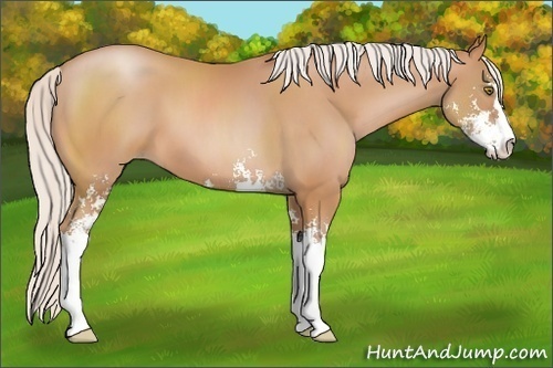 Horse Color:Silver Brown Pearl Sabino