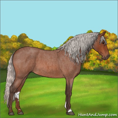 Horse Color:Silver Bay Roan 