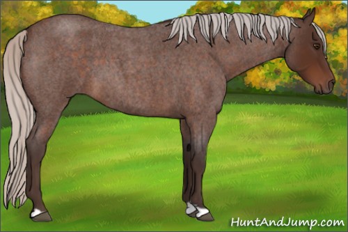 Horse Color:Silver Brown Roan 