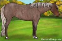 Horse Color:Silver Brown Roan