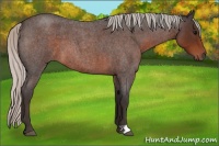 Horse Color:Silver Brown Roan 
