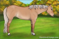 Horse Color:Silver Bay Dun Rabicano 