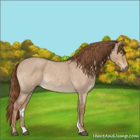 Horse Color:Red Dun Roan Rabicano