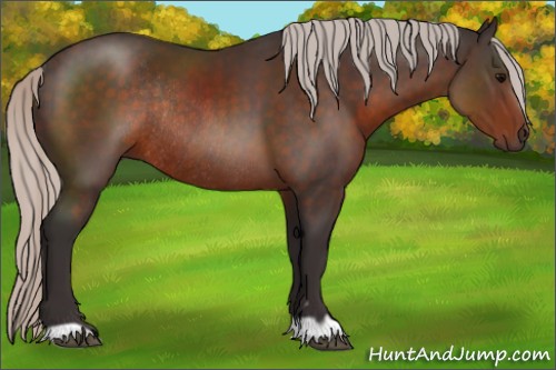 Horse Color:Silver Brown Rabicano 