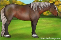 Horse Color:Silver Brown Rabicano 