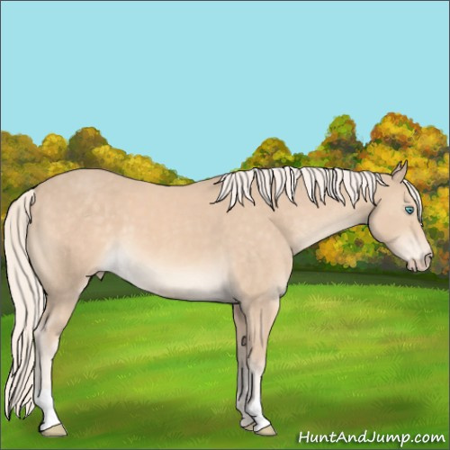 Horse Color:Cremello 