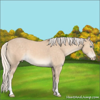 Horse Color:Cremello 