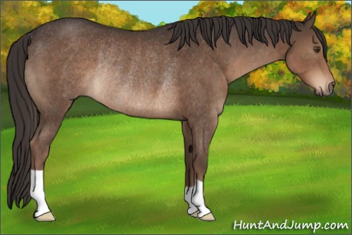 Horse Color:Liver Chestnut Rabicano 