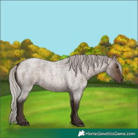 Horse Color:Silver Brown Roan Dun 